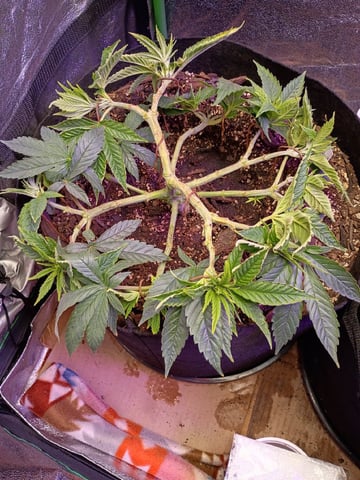 Purple Plum Perfect 💜 & 2 Grape Runtz 🍇 Mainlining garden.  — vegetative, day 117