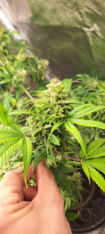 Grow 2 — flower, day 128