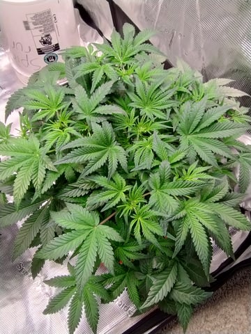 First grow — flower, day 44