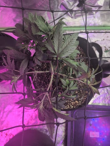 2025-26 — vegetative, day 28