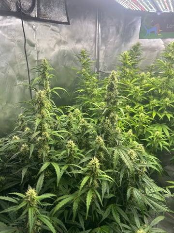 1st Auto run — flower, day 1