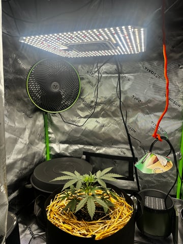 Pine (Auto) 2025 - 0 — vegetative, day 32