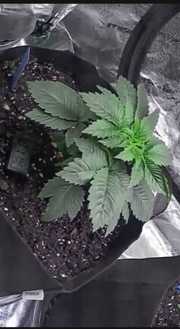 lil blue — seedling_rooting, day 16