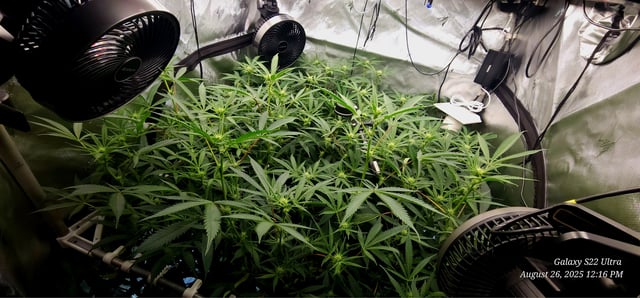 Found my Females... Game On! — flower, day 147