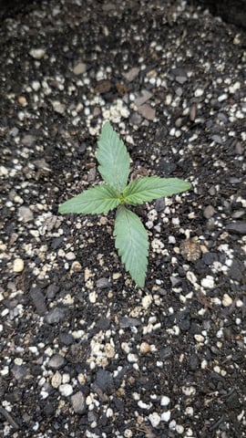 Perpetual Autoflower Mixed Grow #3 — germination, day 3
