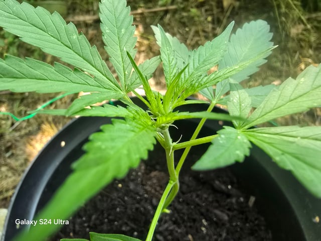 1st Grow — vegetative, day 25