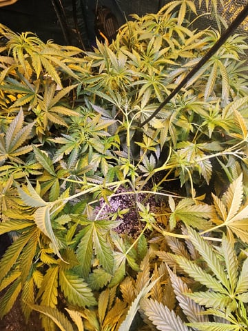 Sour Headies/OGBX1 — vegetative, day 5