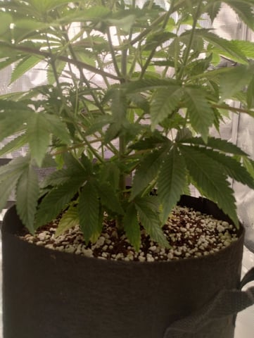 Photo Time📸🕞 — vegetative, day 49