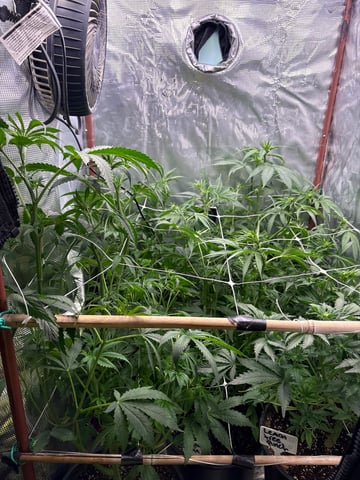 first grow in new 2x2 — flower, day 69