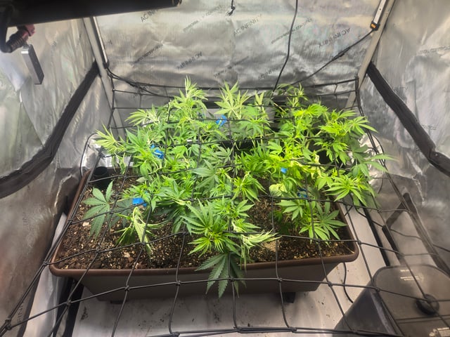 White rhino — flower, day 53