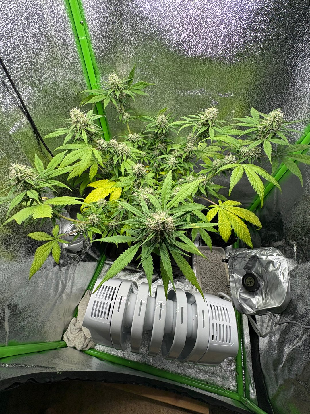 week 4 flower rainbow mintz