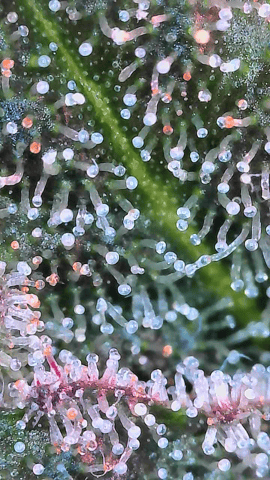 Looking for advice! — flower, day 88