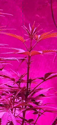 BLACKCHERRY SHERB — flower, day 32