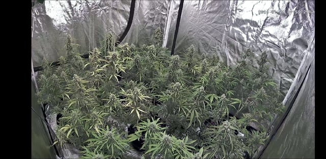 3rd Auto Grow — flower, day 89