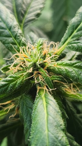 Royal Highness — flower, day 106