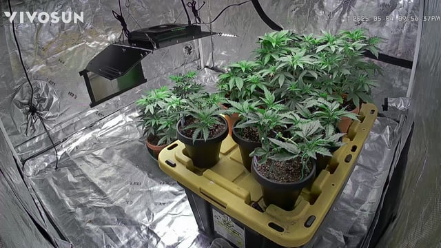 outdoor start/indoor 2025 — vegetative, day 47