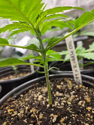 Banana Kush / Durban Poison / C99-Riddle OG — vegetative, day 12