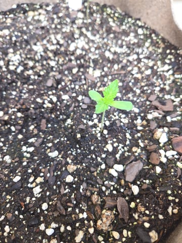 Late Outdoor Photo's — seedling_rooting, day 1