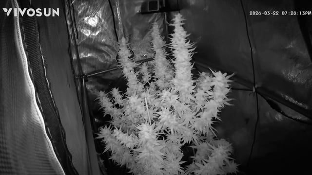 First Indoor Grow — flower, day 122