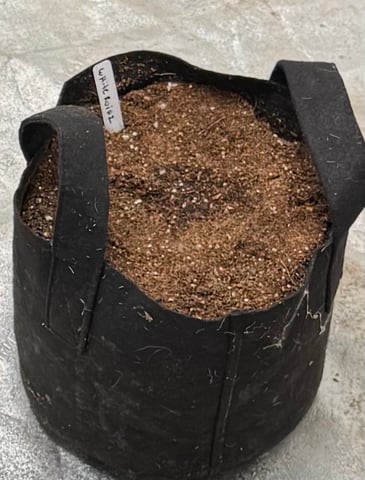 white runtz auto flower — germination, day 3