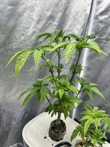 Humboldt Chicken N Wafflez — vegetative, day 39