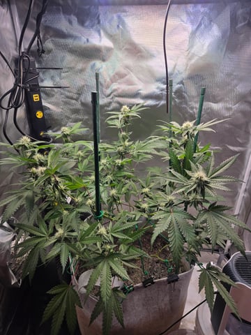 Looking for advice! — flower, day 70