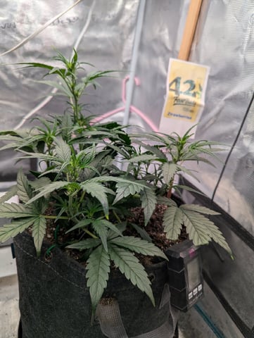 Fastbudz Ztrawberriez — vegetative, day 31