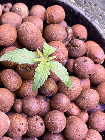 1st Ever Grow (Fat Bastard)(RDWC)  — seedling_rooting, day 14