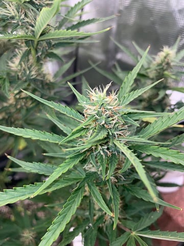 2nd Grow Ever — flower, day 51