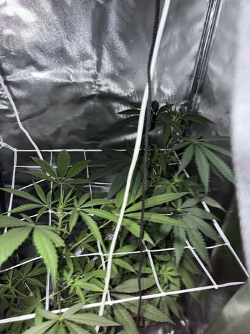 July plants of 26 — flower, day 42
