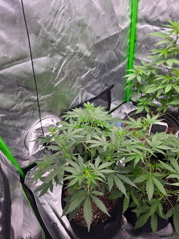 Auto RuntzxWreck — vegetative, day 10
