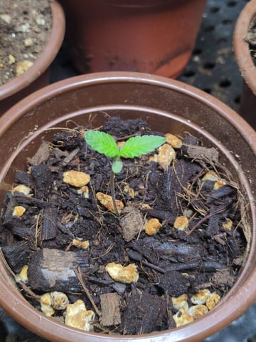 Audrey III — seedling_rooting, day 3