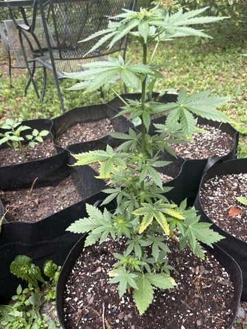 Rc Exotics — vegetative, day 45