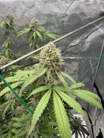  Apple fritter  Clones round two — flower, day 230