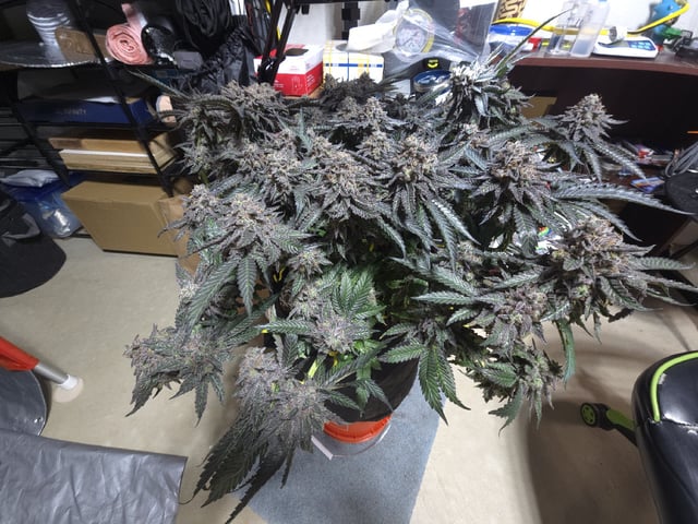 Divine Gelato 3 x Blue Zushi x 44 Photo — harvest, day 111