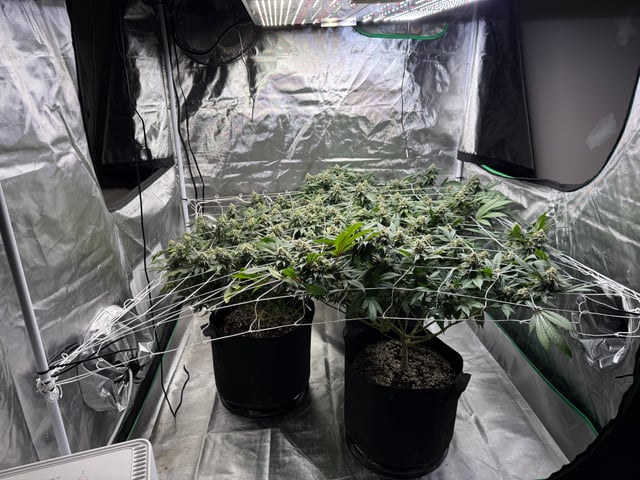 Green Gelato — flower, day 91