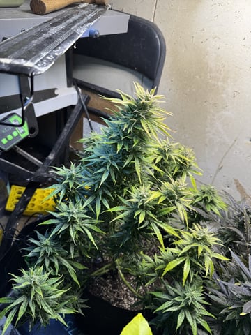 First grow — flower, day 130