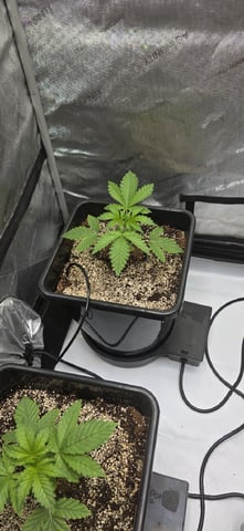 Maple Nectar  — vegetative, day 21