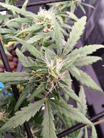 BABY SISTER — flower, day 66