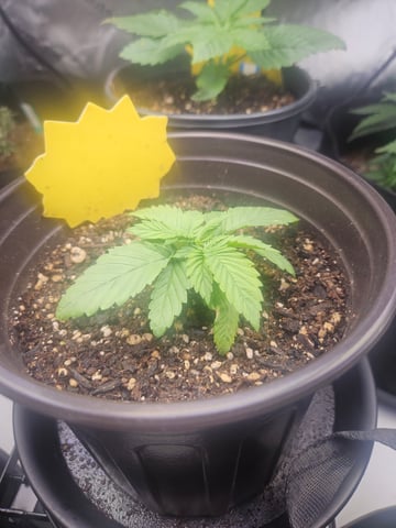 OG Kush — seedling_rooting, day 17