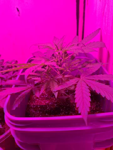 critical Mass  — vegetative, day 37