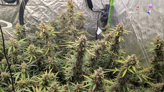 Strawberry Cheesecake Seedsman Seeds Autoflowers x2 — flower, day 89