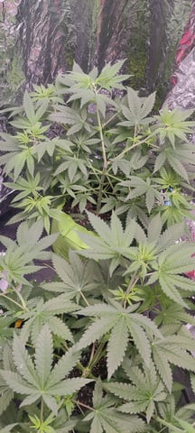 train wreck — vegetative, day 24