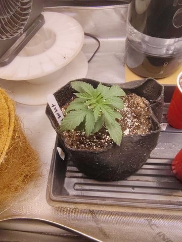 First run with Athena nutrients 3rd grow total — vegetative, day 14