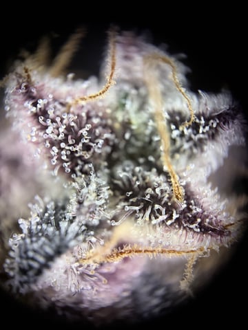  Trying to go big — flower, day 161