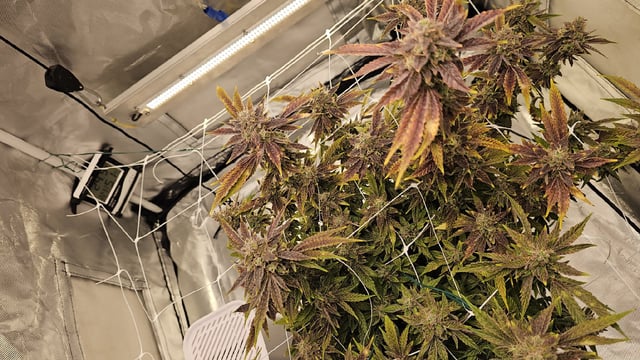 Jelousy Fast(Photo) & Ultra Voilet (Auto) — flower, day 71