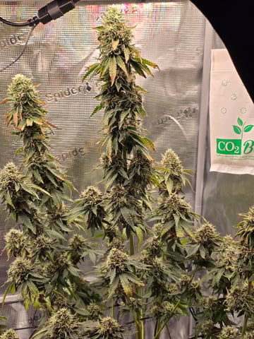 Northern lights #10 2nd plant (Selkies) — flower, day 95