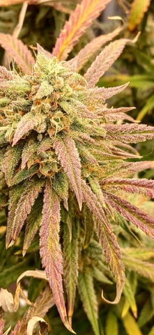 newest ggs setup grow — flower, day 81