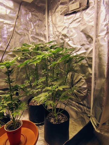 garage set up — flower, day 69