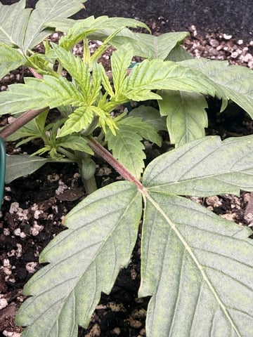 BloodMoon Gelato — vegetative, day 23